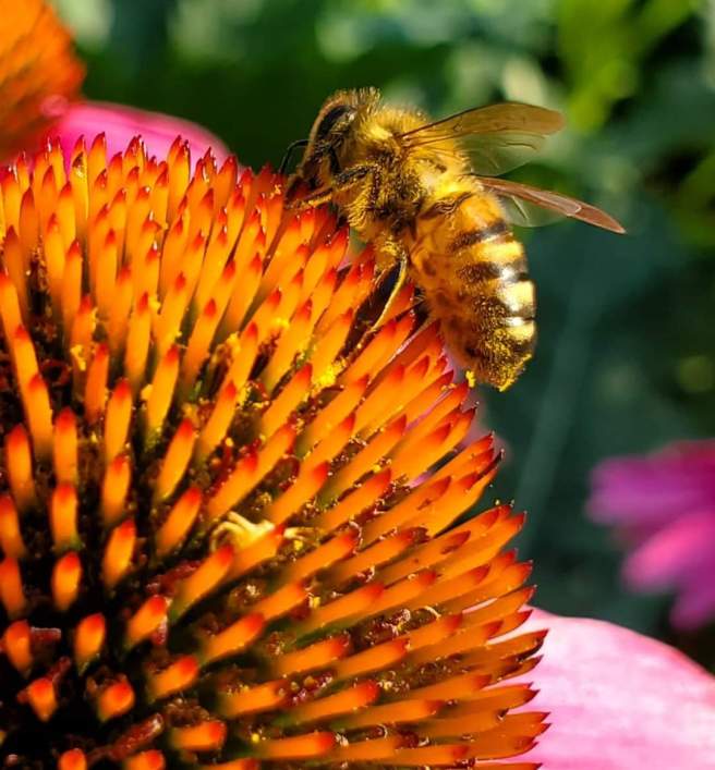 Transform Your Garden with Native&nbsp;Plants