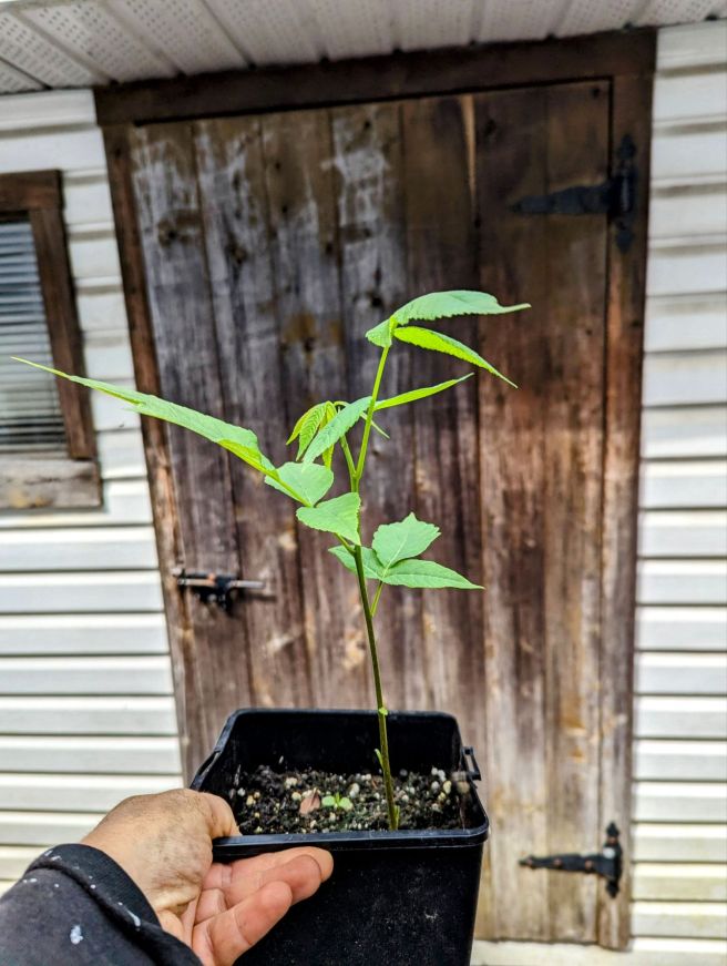 Our seeds, free seeds, shared seeds, and the small seed companies and nurseries we have loved supporting this&nbsp;year