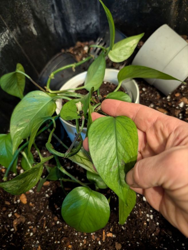 New year bathtub plant party and my super secret tropical potting mix&nbsp;recipe
