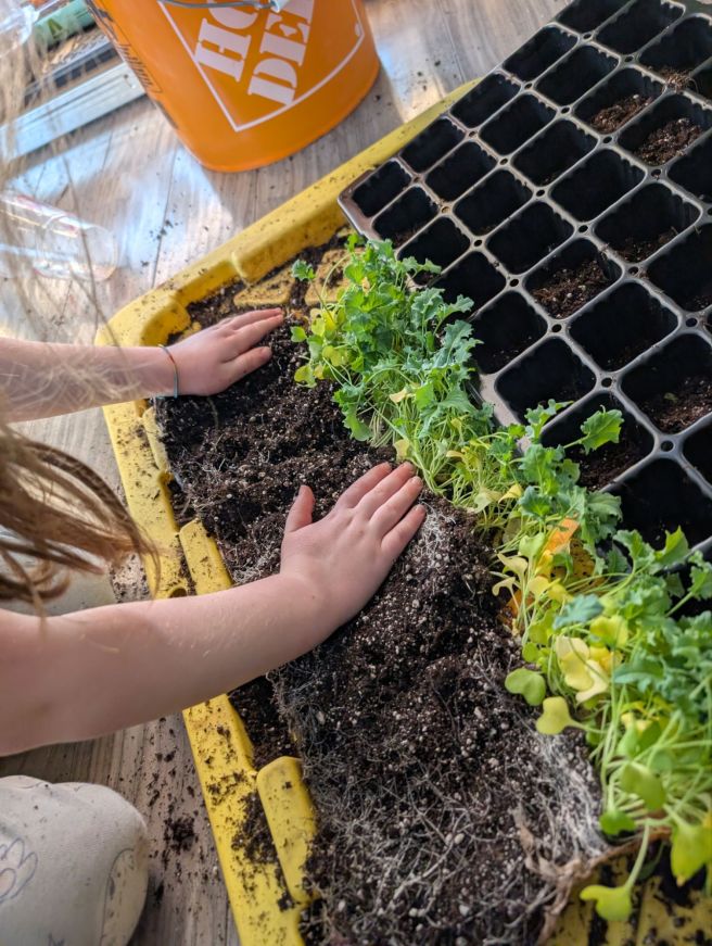 The making of a nursery. Year 1… February&nbsp;Updates