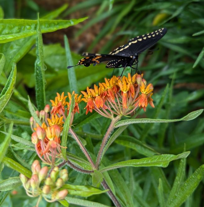 How Local is&nbsp;Localeaf?