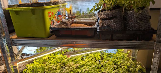 34 varieties of heirloom tomato seedlings