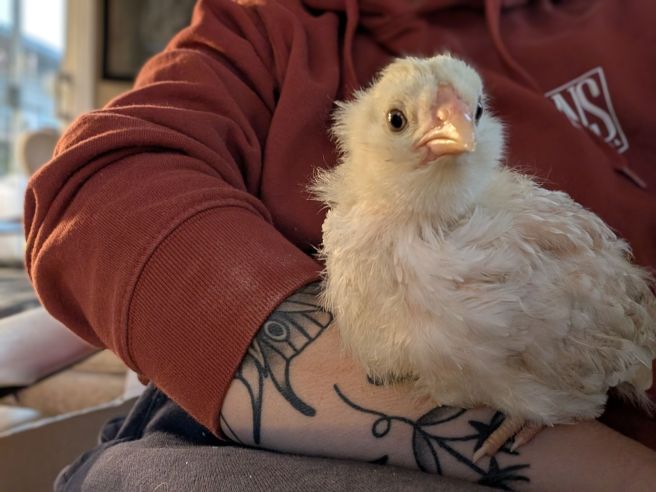 Embrace Impulsive Gardening: How killing plants makes me a better&nbsp;gardener