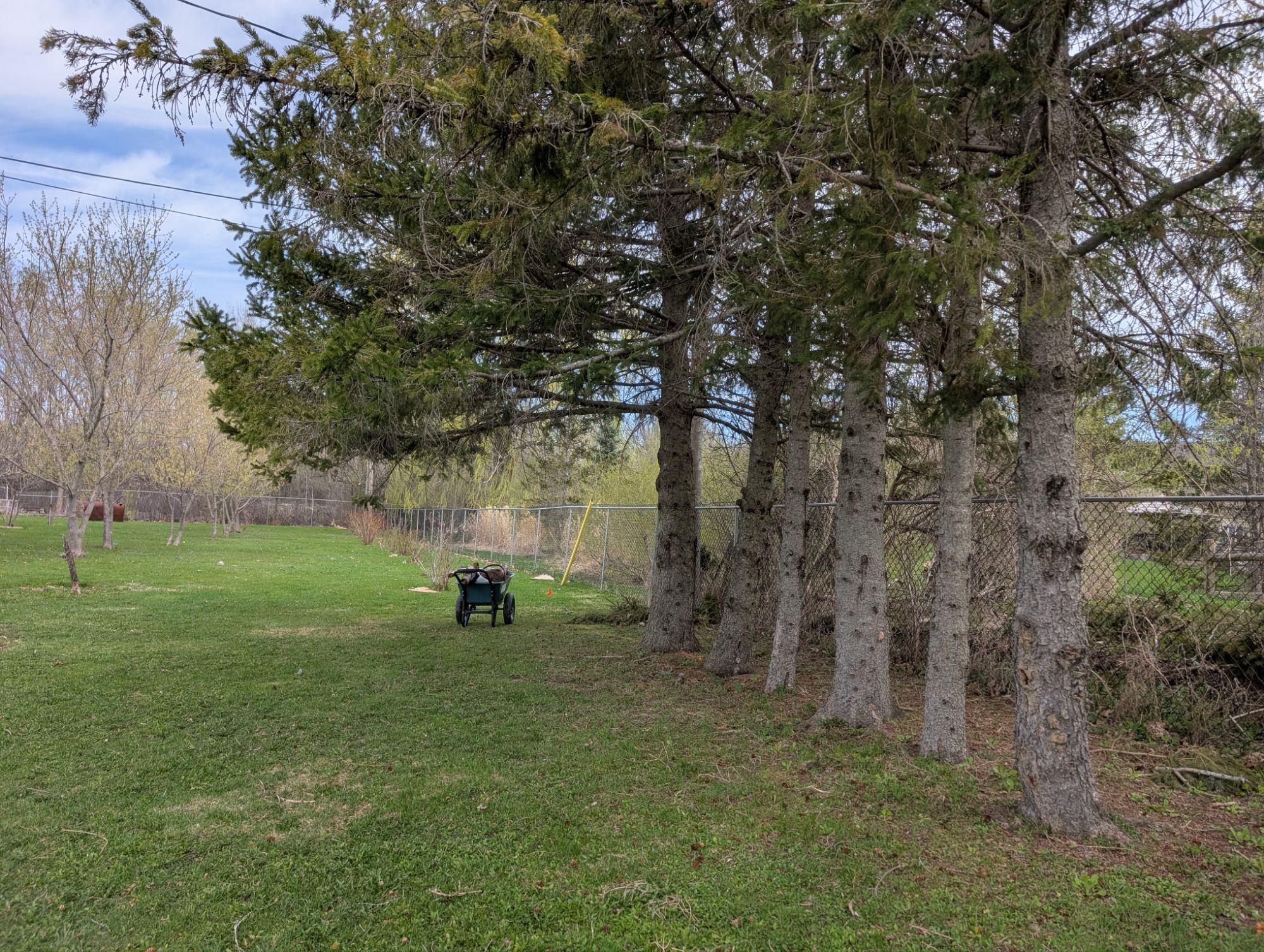 On a whim, this morning, I decided to plant a bunch of them today — Native shade garden in a day