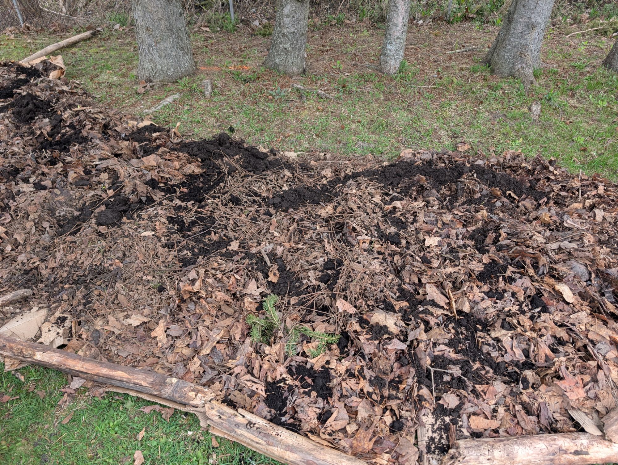 Step 2: a little bit of sheep manure sprinkled on top to breakdown leaves faster