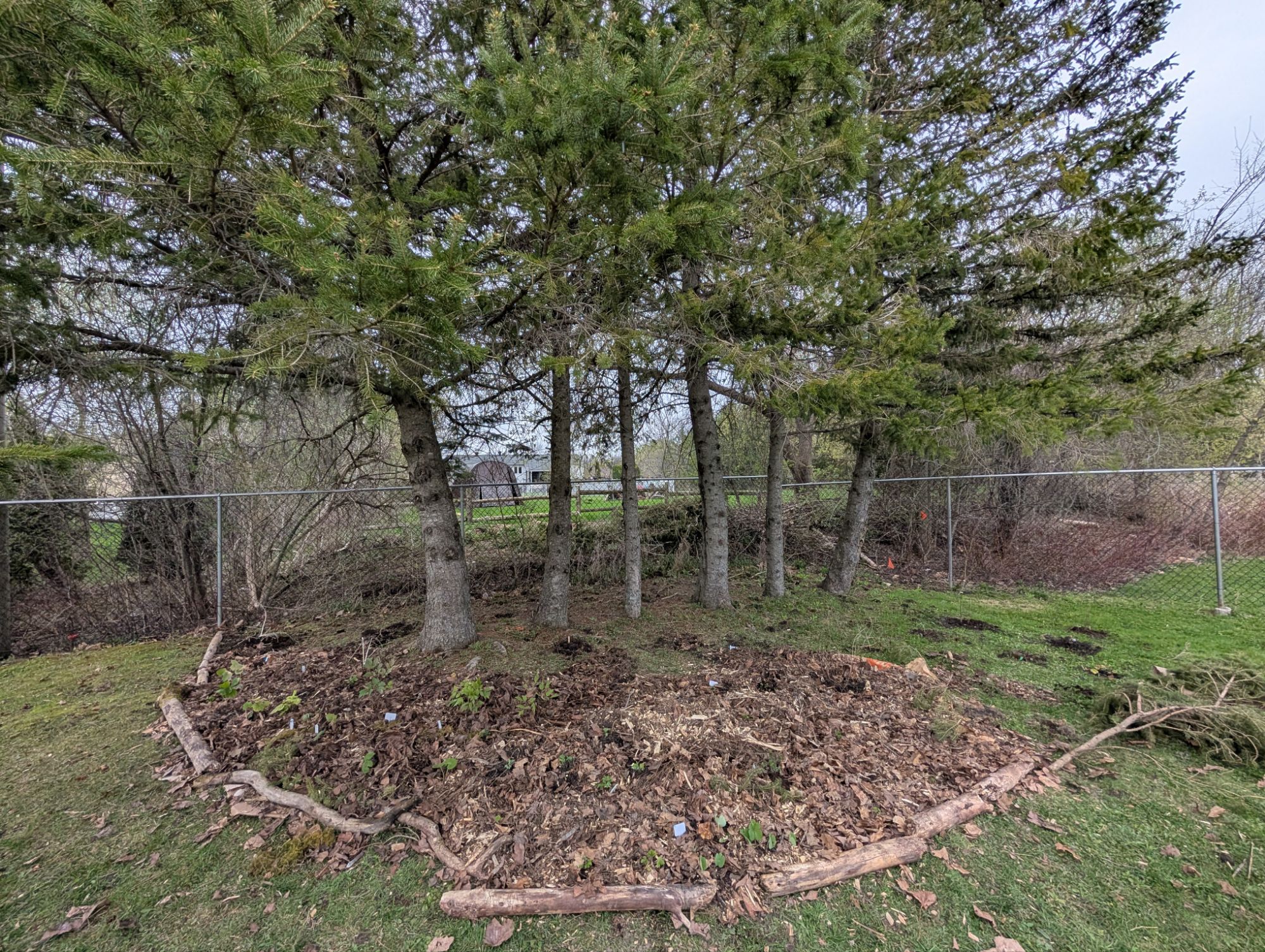Photo — Native shade garden in a day