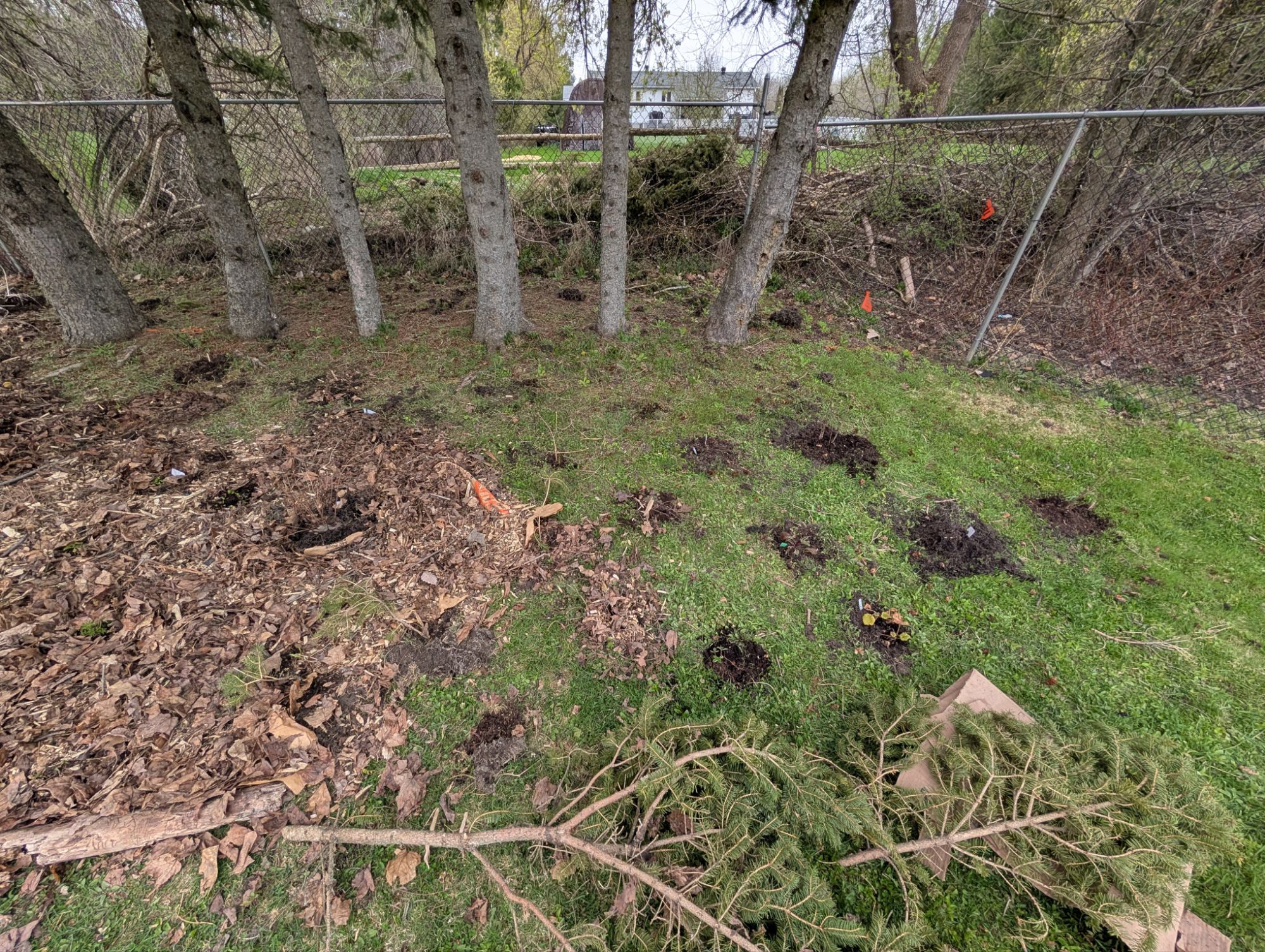 Some overflowing plants went straight into the ground on the right, and I will have to circle back with paper, leaves and a bit of woodchips later