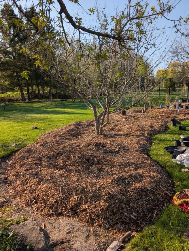 A groomed garden bed approach to killing my lawn to build pollinator&nbsp;habitat