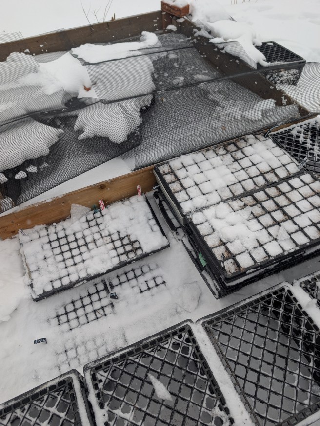 Winter Sowing Adventures of (Almost Nursery)&nbsp;Scale