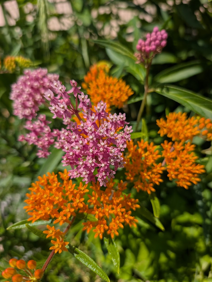 The Many Shades of Milkweed | Multae Facies Asclepiadis
